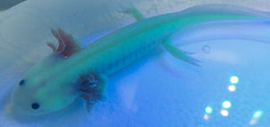 GFP Leucistic Axolotl