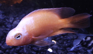 Red and White Parrot Cichlid