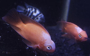 Red and White Parrot Cichlid