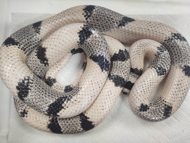 California Kingsnake Pet Snake Reptile Gift' Unisex Organic Hoodie