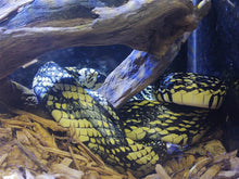 Load image into Gallery viewer, Adult Female Tiger Ratsnake

