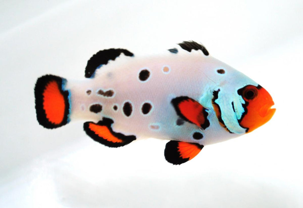 SA Chilled Frostbite Clownfish