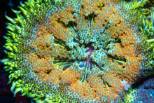 Load image into Gallery viewer, Mini Maxi Carpet Anemone

