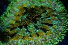Load image into Gallery viewer, Mini Maxi Carpet Anemone
