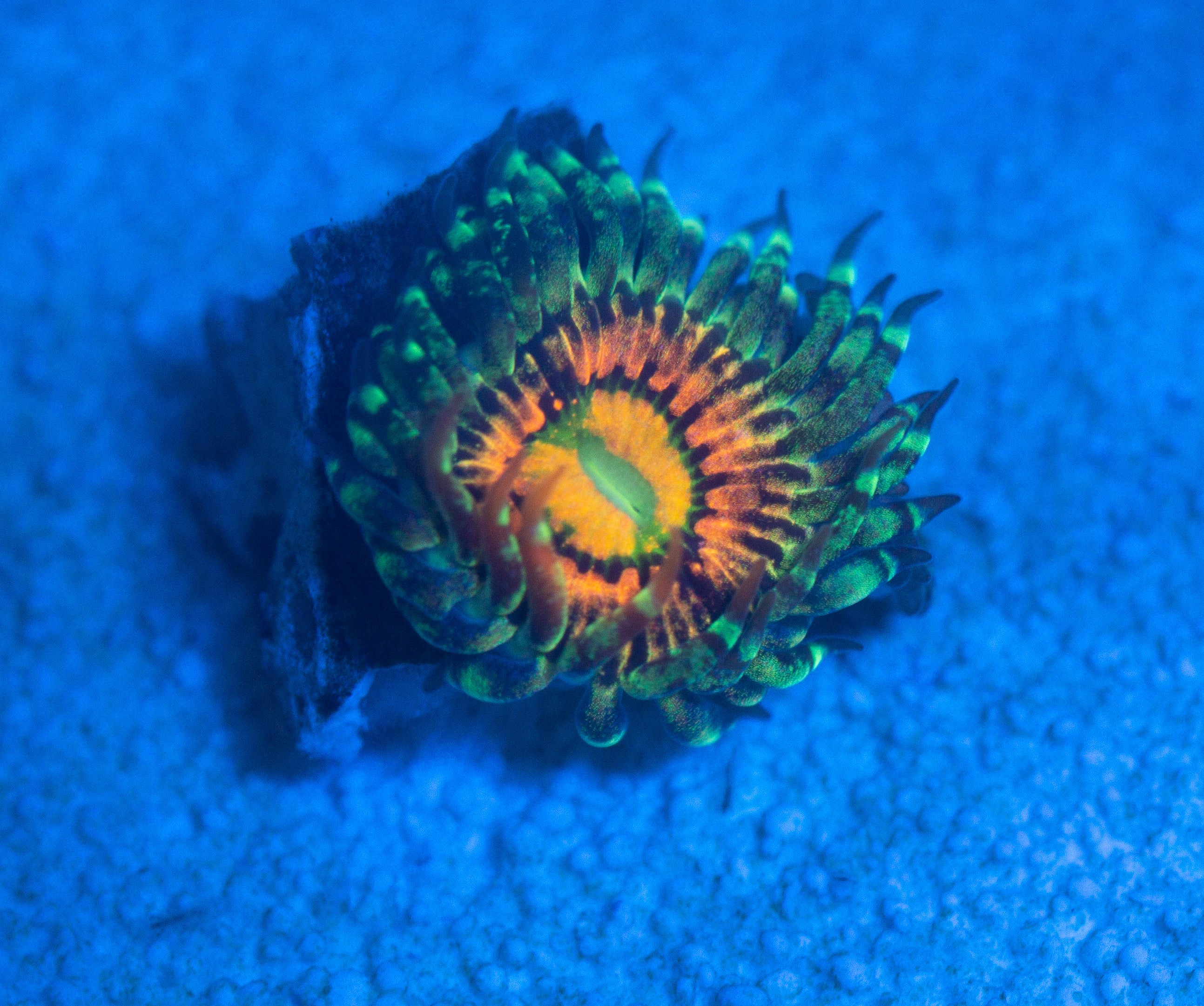 Rainbow Incinerator Zoa – Shop Reef N Reptile