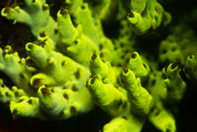 Load image into Gallery viewer, Pikachu Acropora Frag

