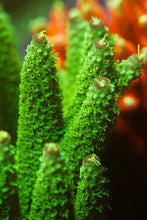 Load image into Gallery viewer, CRR Green Slimer Acropora
