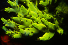 Load image into Gallery viewer, Pikachu Acropora
