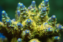 Load image into Gallery viewer, WD Acropora
