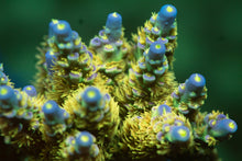 Load image into Gallery viewer, WD Acropora
