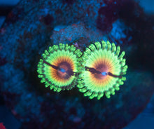 Load image into Gallery viewer, JF Bloodshot Zoa frag
