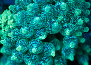 Green Bubble-tip Anemone