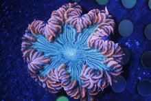 Load image into Gallery viewer, Ultra Grade Rock Flower Anemones
