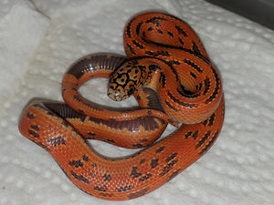 Hypo Flame Mosaic Florida King Snake