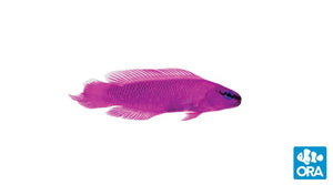 ORA Orchid Dottyback