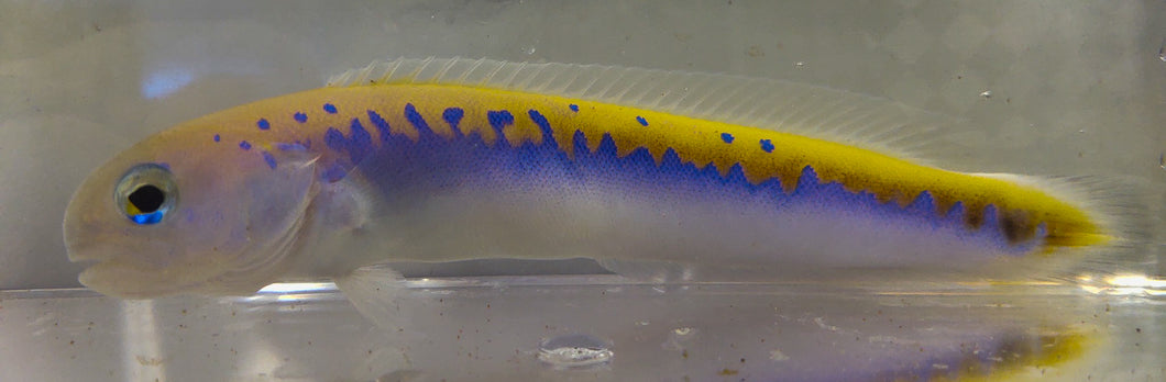 Hoplolatilus oreni Tilefish