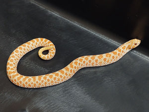 Toffeebelly Western Hognose Snake, Female